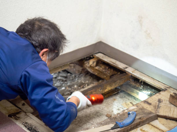 Professional Mold Removal in New Berlin, IL