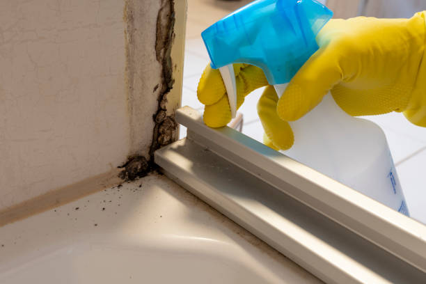 Best Mold Damage Repair  in New Berlin, IL