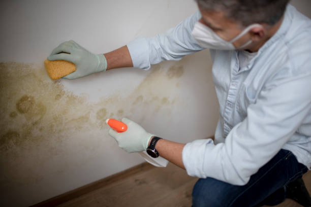 Best Affordable Mold Removal  in New Berlin, IL