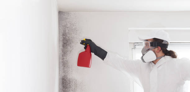 Trusted New Berlin, IL Mold Removal Experts