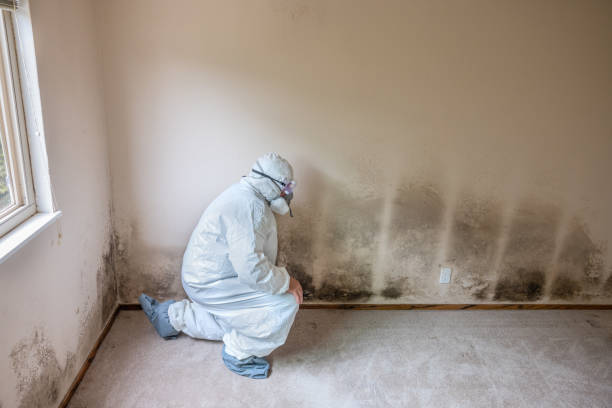 Best Crawl Space Mold Removal  in New Berlin, IL