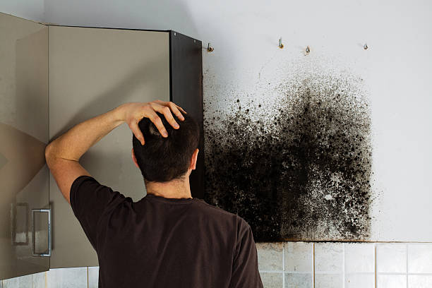 Attic Mold Removal in New Berlin, IL