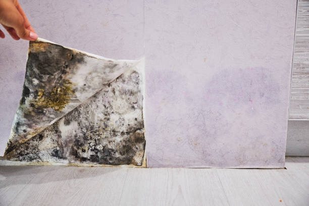 Best Mold Removal Company Near Me  in New Berlin, IL